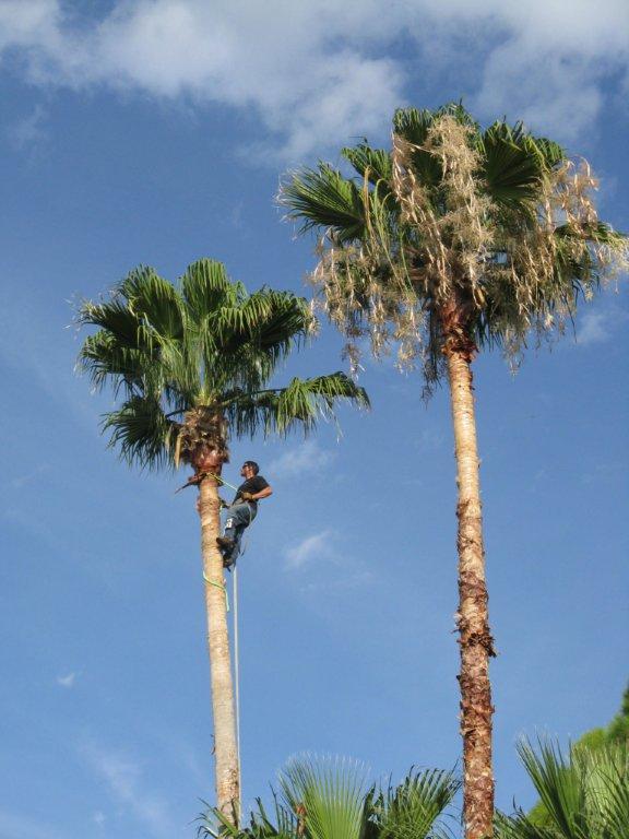 A man is climbing a palm tree on a sunny day