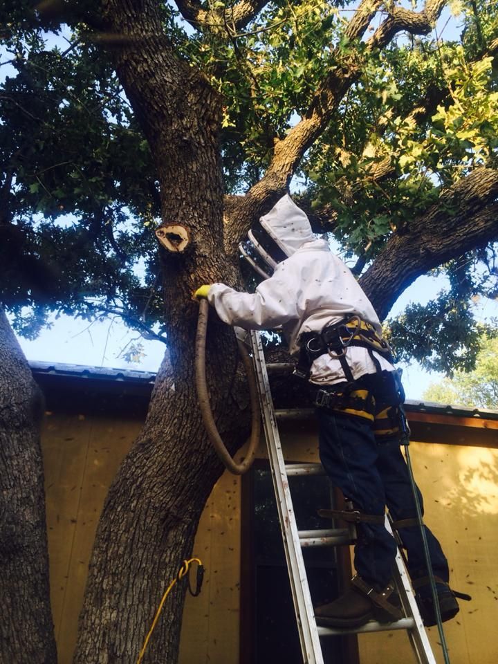 A man in a bee suit is standing on a ladder near a tree