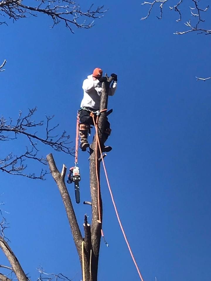 A man is climbing a tree with a chainsaw.