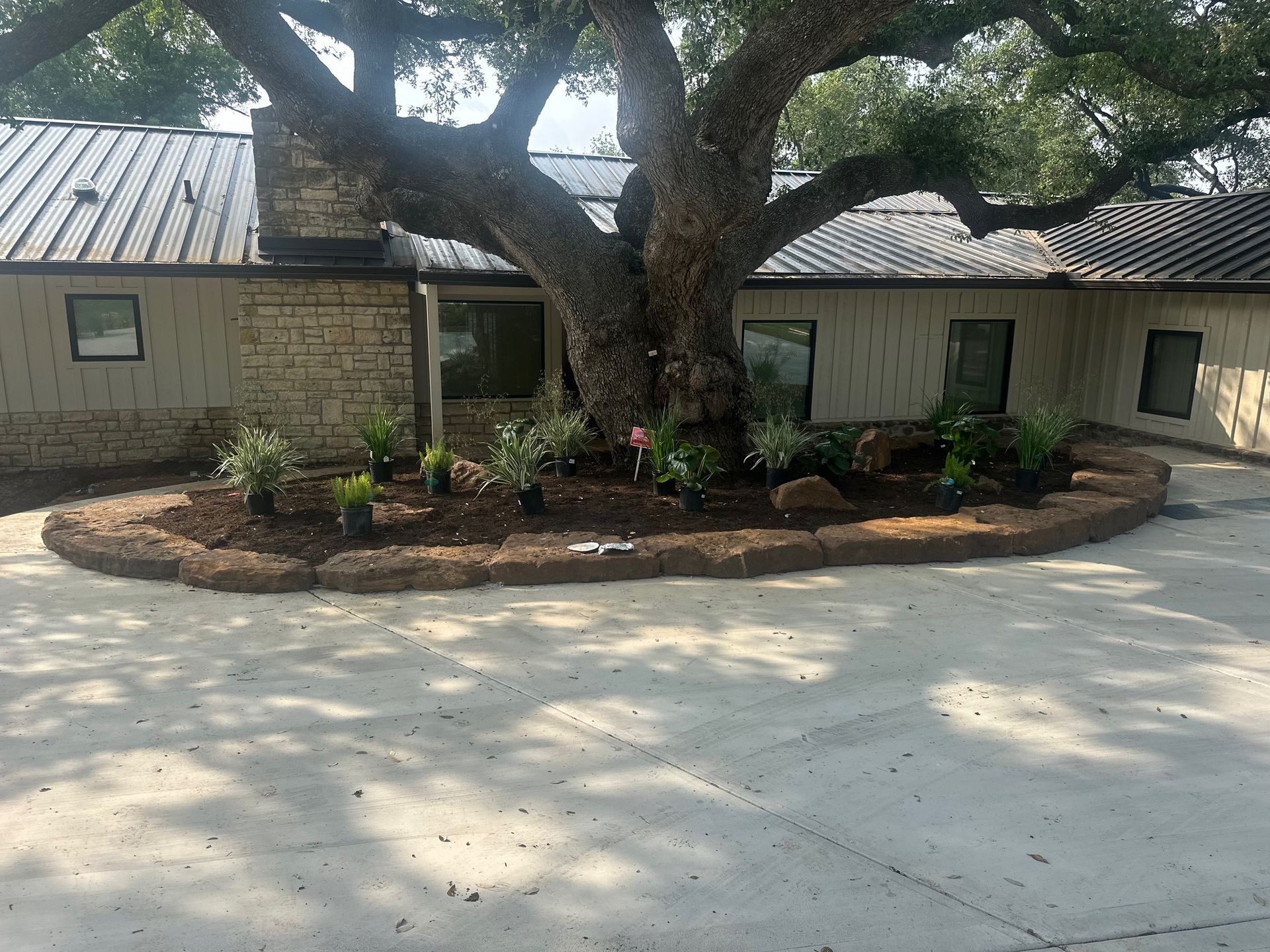 A large tree is in the middle of a driveway in front of a house.