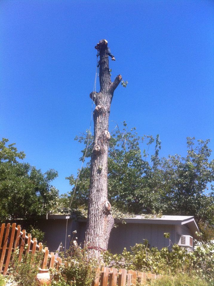A large tree with a blue sky in the background