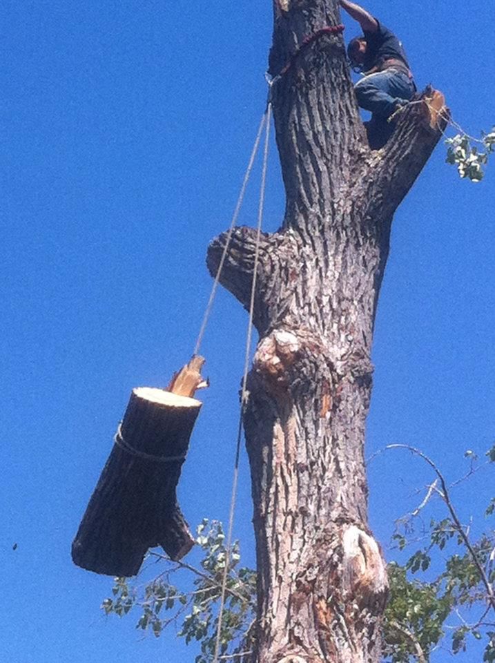 A man is climbing up a tree with a log attached to it