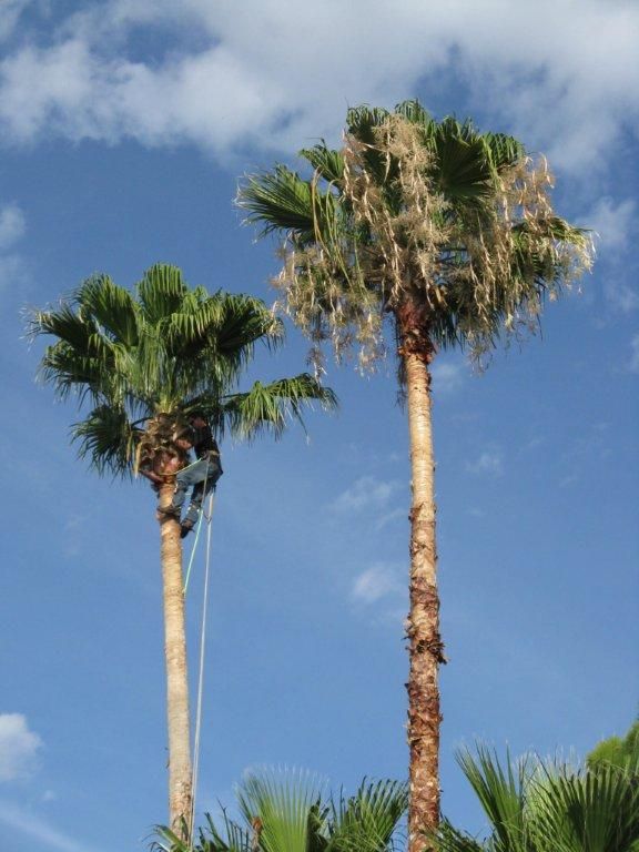 Two palm trees against a blue sky with clouds