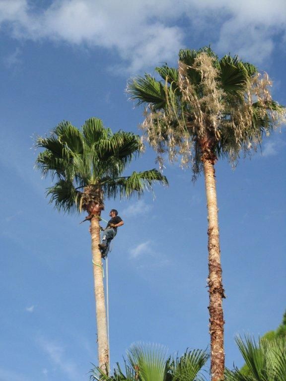A man is climbing up a palm tree