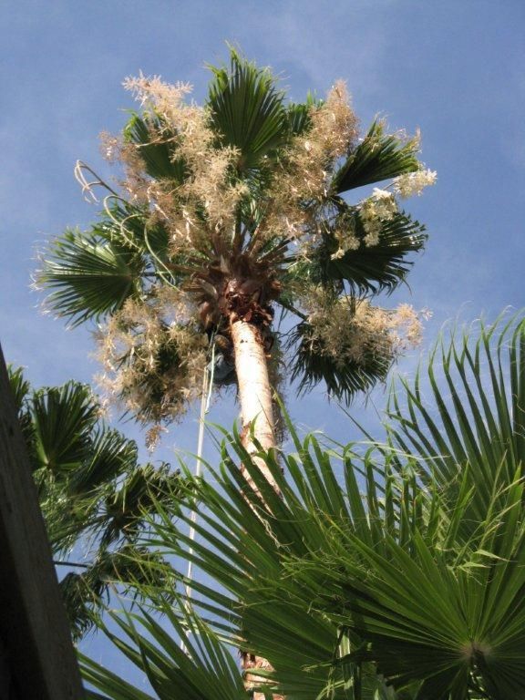 A palm tree with a blue sky in the background