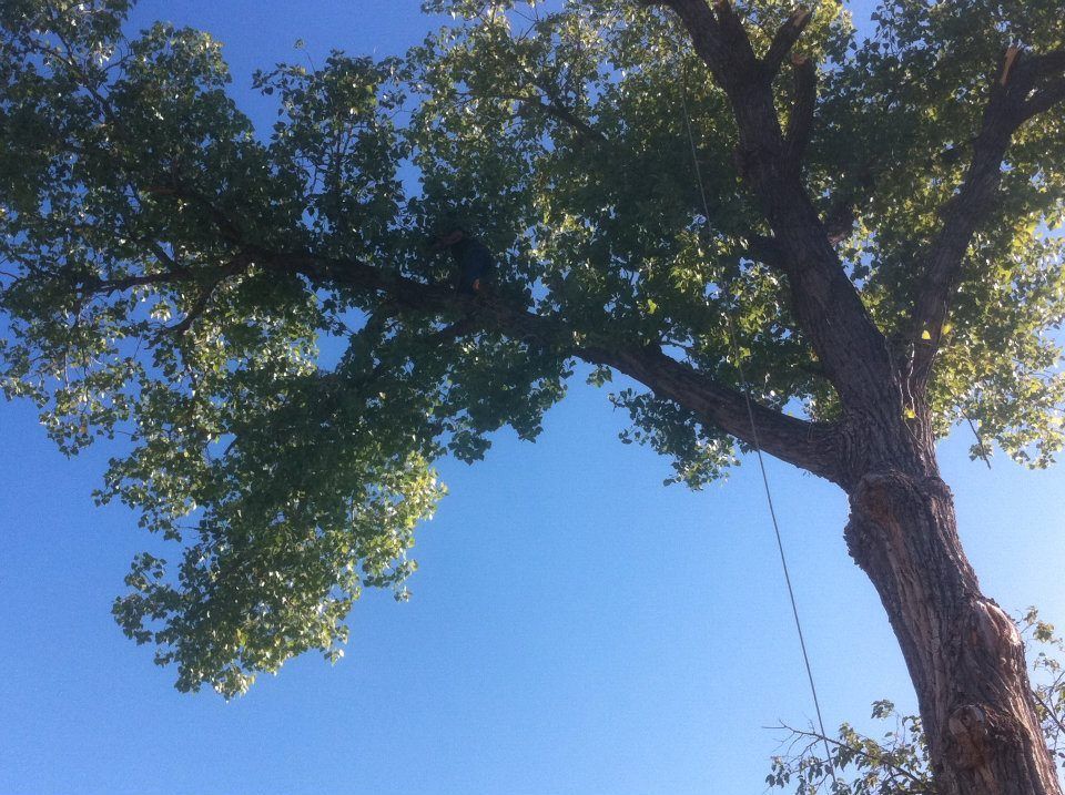 Looking up at a tree with a blue sky in the background