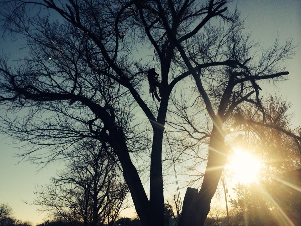 The sun is shining through the branches of a tree