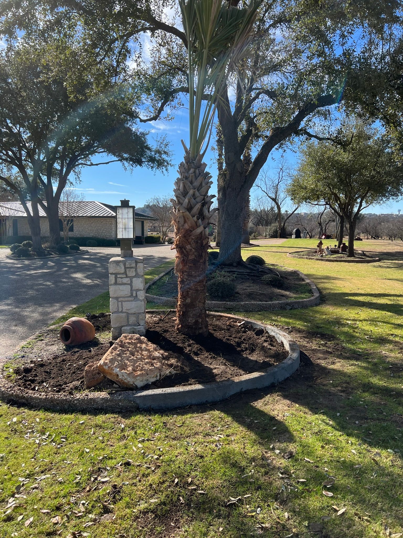 A palm tree is sitting in the middle of a lush green field.