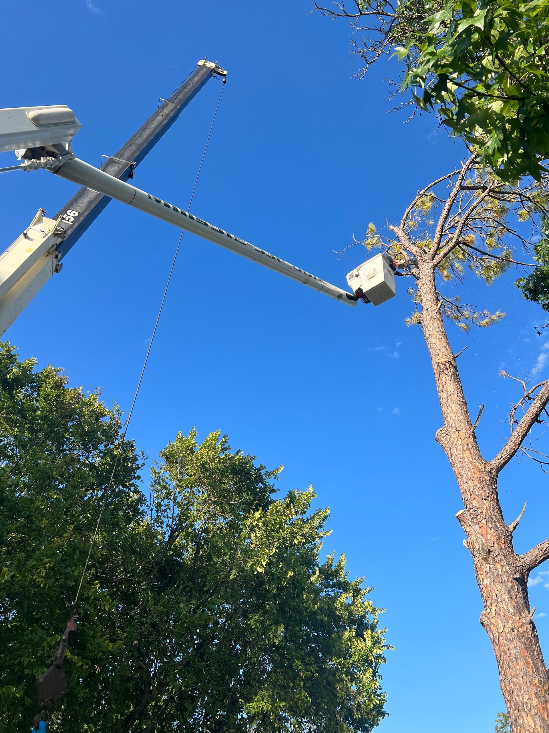 A crane is cutting a tree with a blue sky in the background