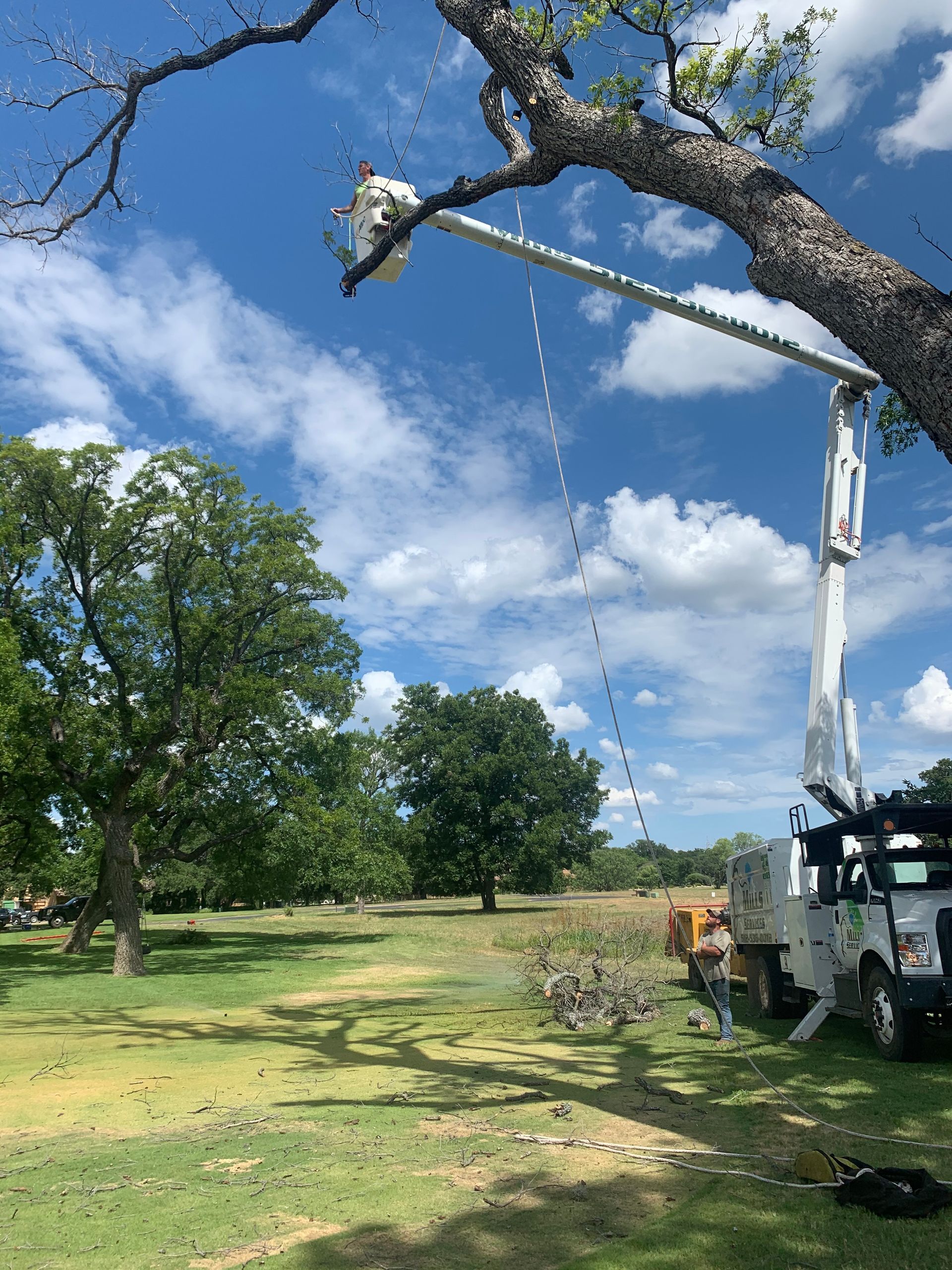 A man is cutting a tree with a crane in a field.