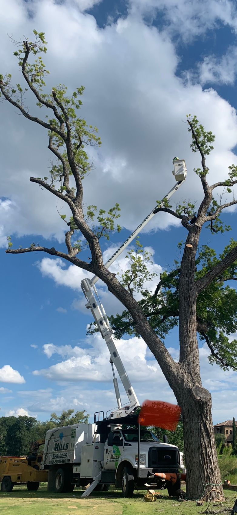A tree surgeon is cutting a tree with a crane.