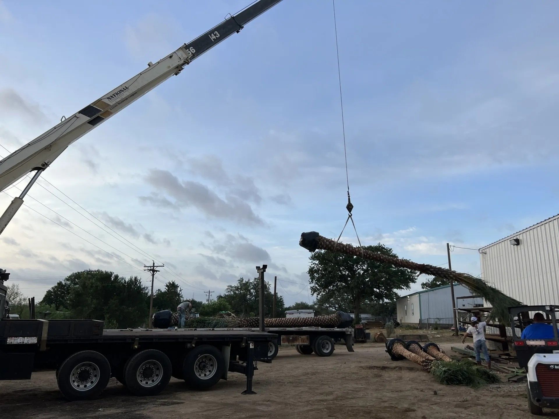 A crane is lifting a large tree in a yard