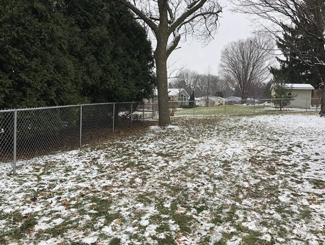 Snowy backyard with chain-link fence, evergreen tree, and bare trees in the distance.