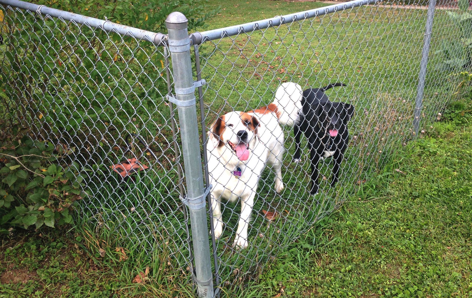 Two dogs behind a chain-link fence, one white and brown, one black, both panting and looking towards the camera.