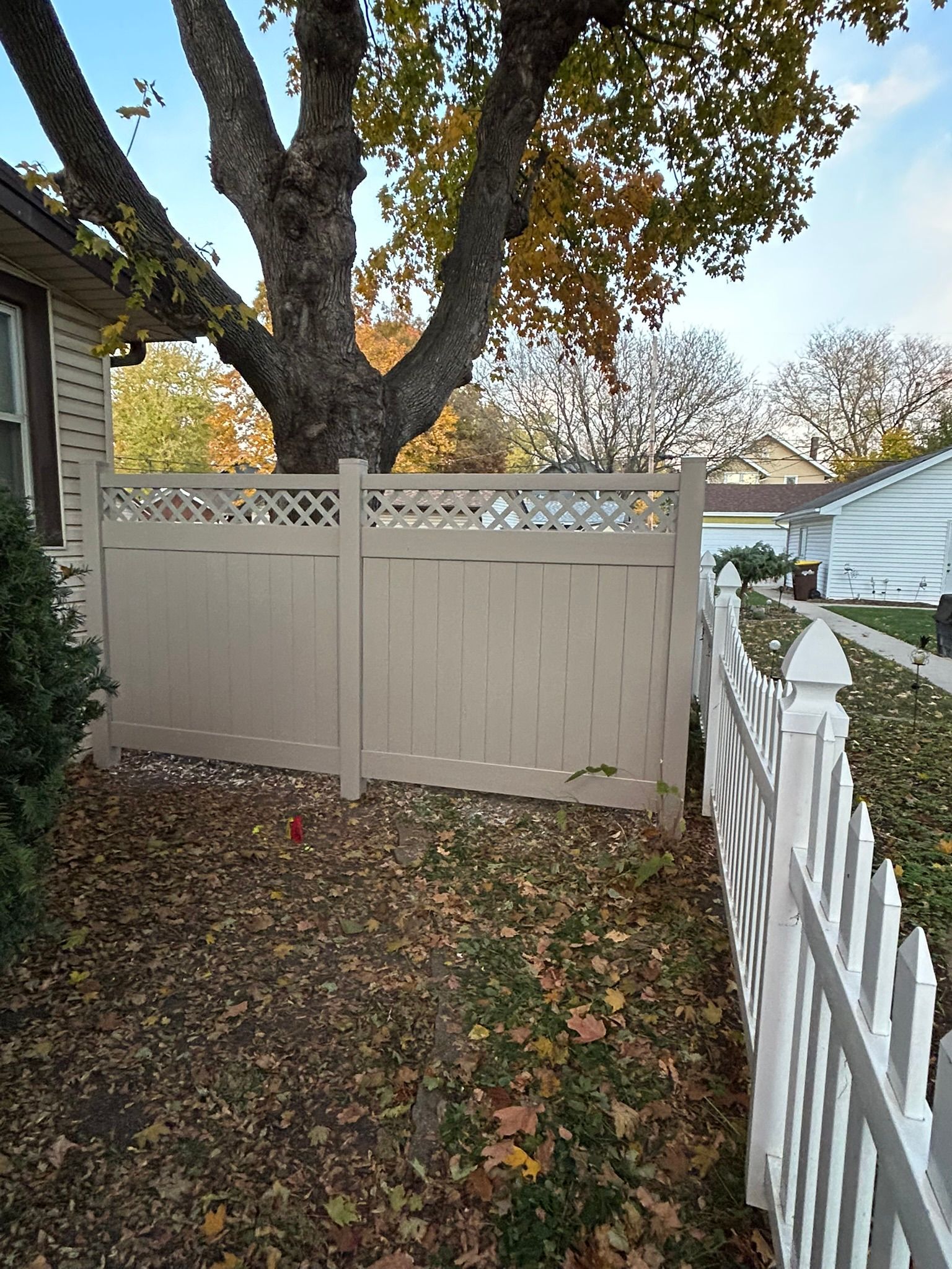 Beige fence with lattice top, next to a white picket fence, under a tree with autumn leaves.