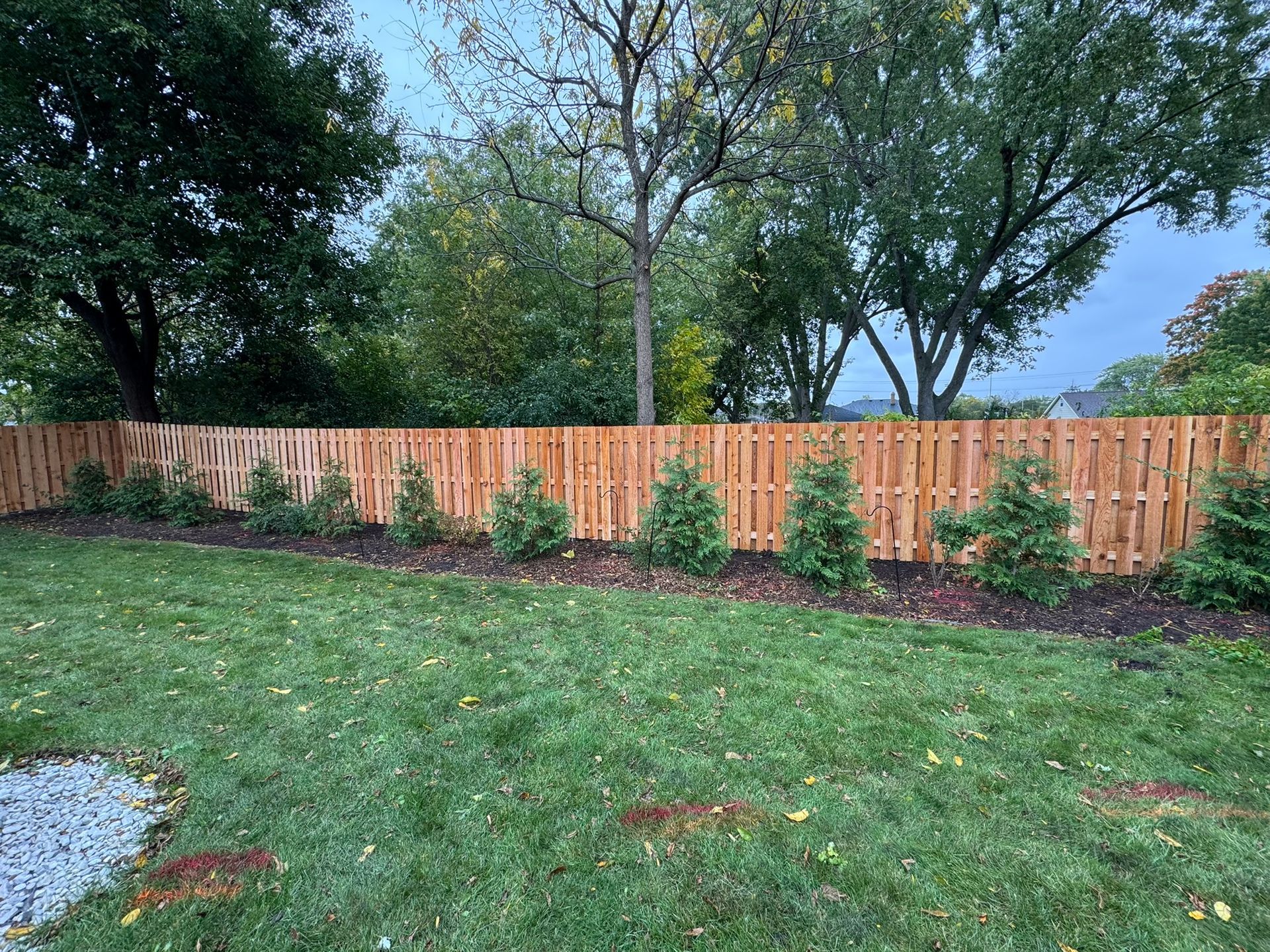 Wooden fence with evergreen trees in front, in a backyard.