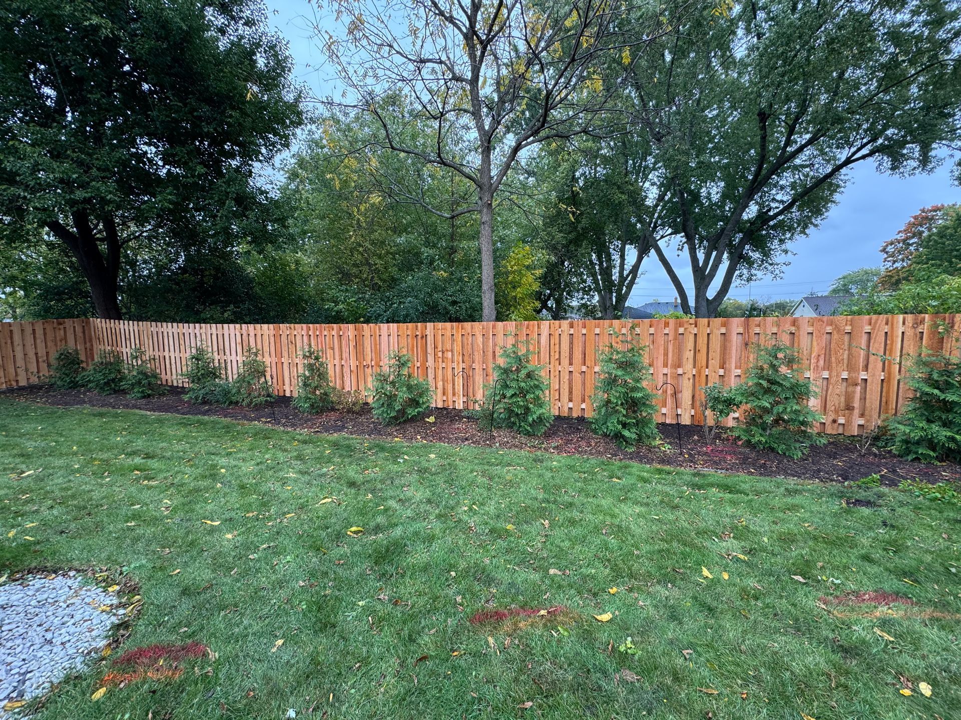 Wooden fence with evergreen trees planted in front, set in a grassy yard.