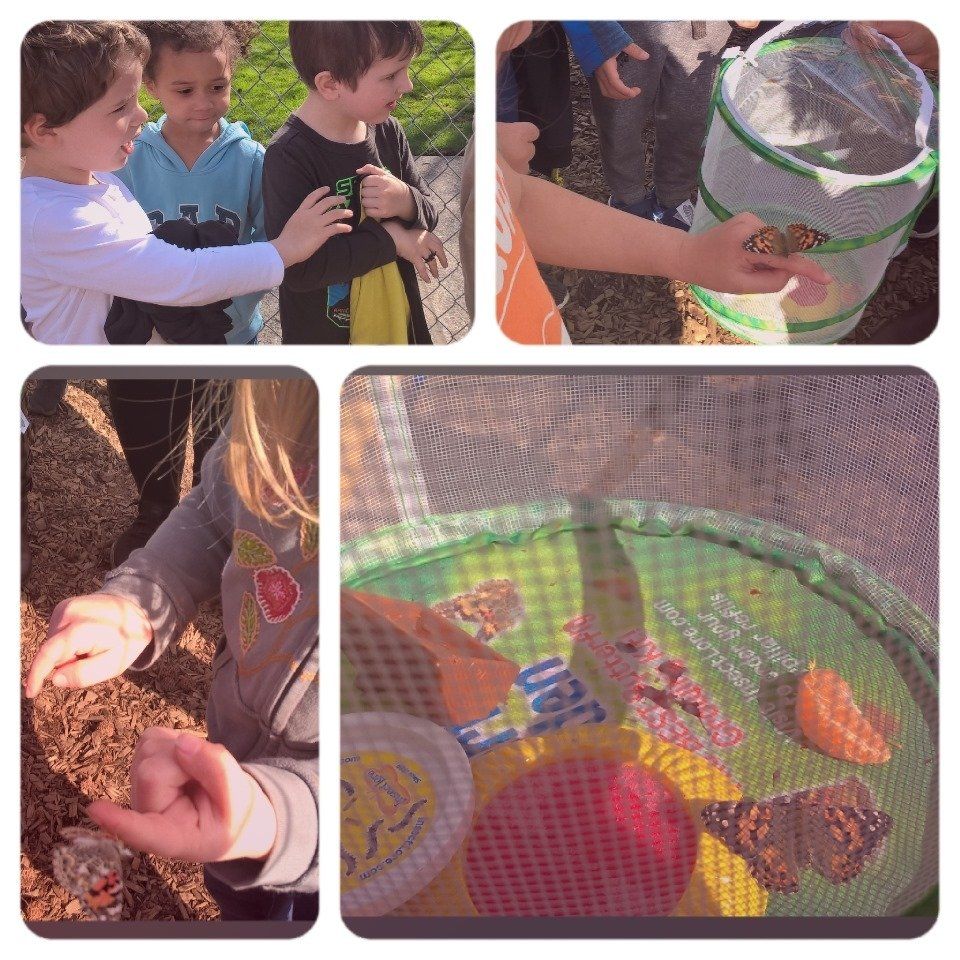 Outdoor butterfly activity