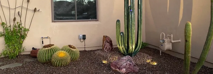 Outdoor cactus
