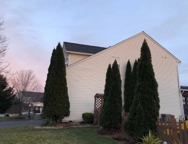 Row of tall green evergreens in front of a light-colored building, with a pink and blue sky in the background.