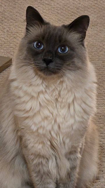 A cat with blue eyes is sitting on a carpet and looking at the camera