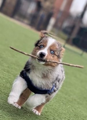 A puppy is running with a stick in its mouth.