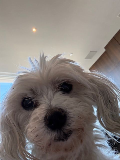 A small white dog with long hair is looking at the camera.