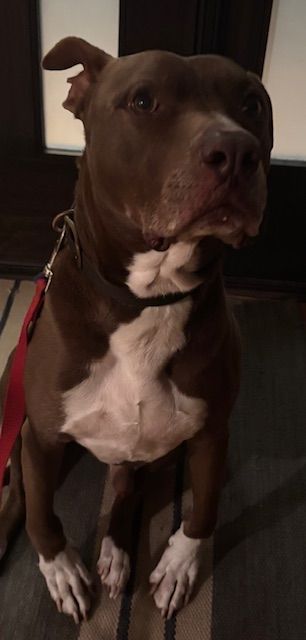 A brown and white dog is sitting on a rug on a leash.
