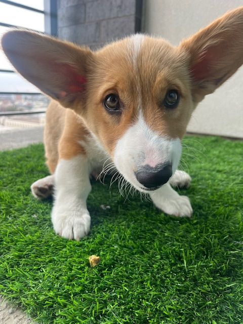 A brown and white puppy is laying on top of a green carpet.