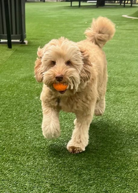 A small dog is running with an orange ball in its mouth.
