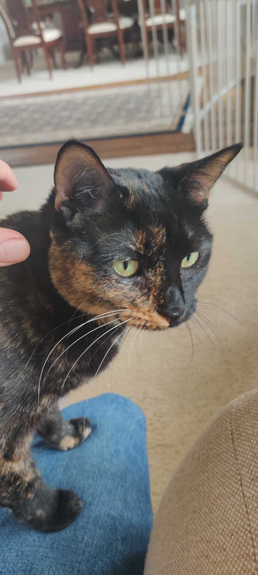 A person is petting a black cat on a couch.