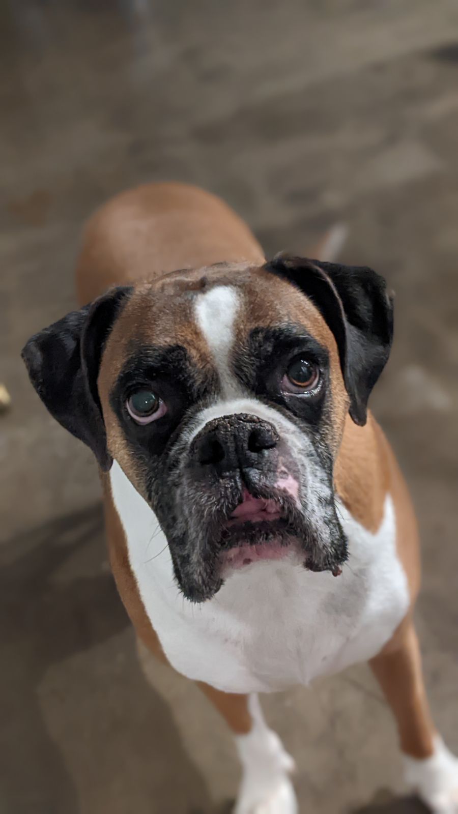 A close up of a brown and white boxer dog looking up at the camera.