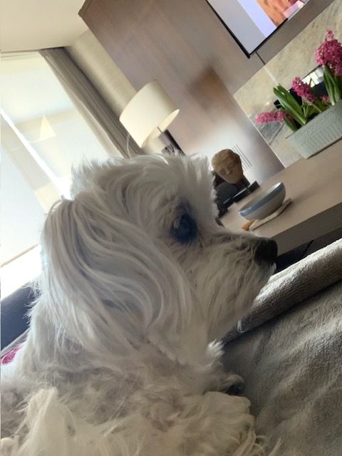 Coco, a small white dog is sitting on a couch in a living room