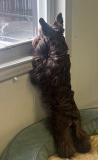 A small dog Gino is looking out of a window.