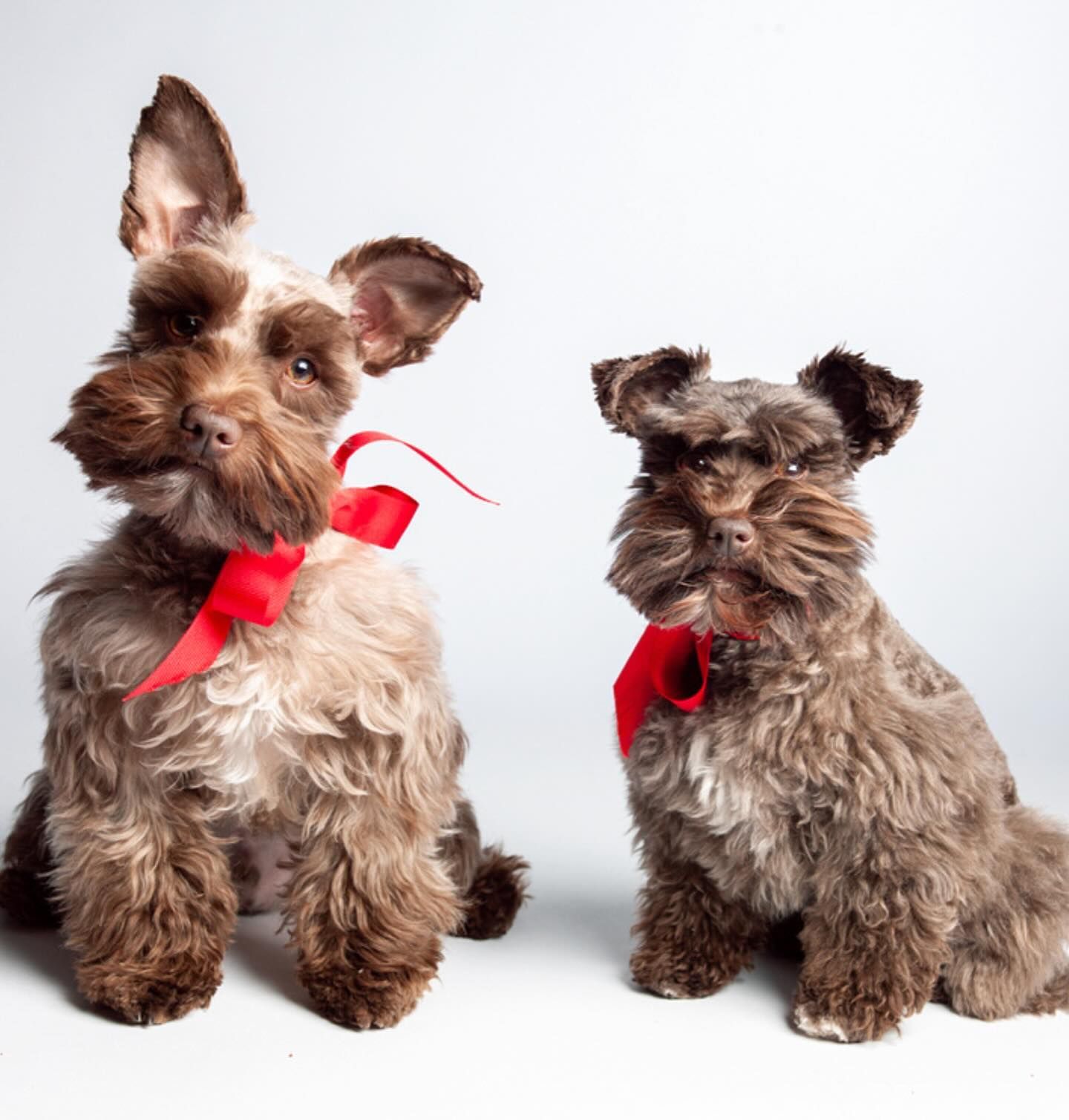 Two small brown dogs with red bows around their necks