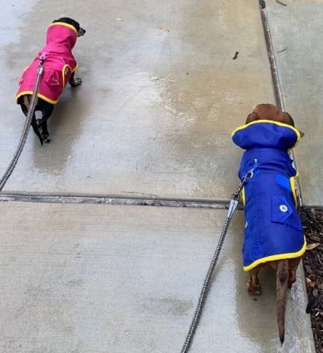 Two dogs wearing raincoats are walking on a sidewalk
