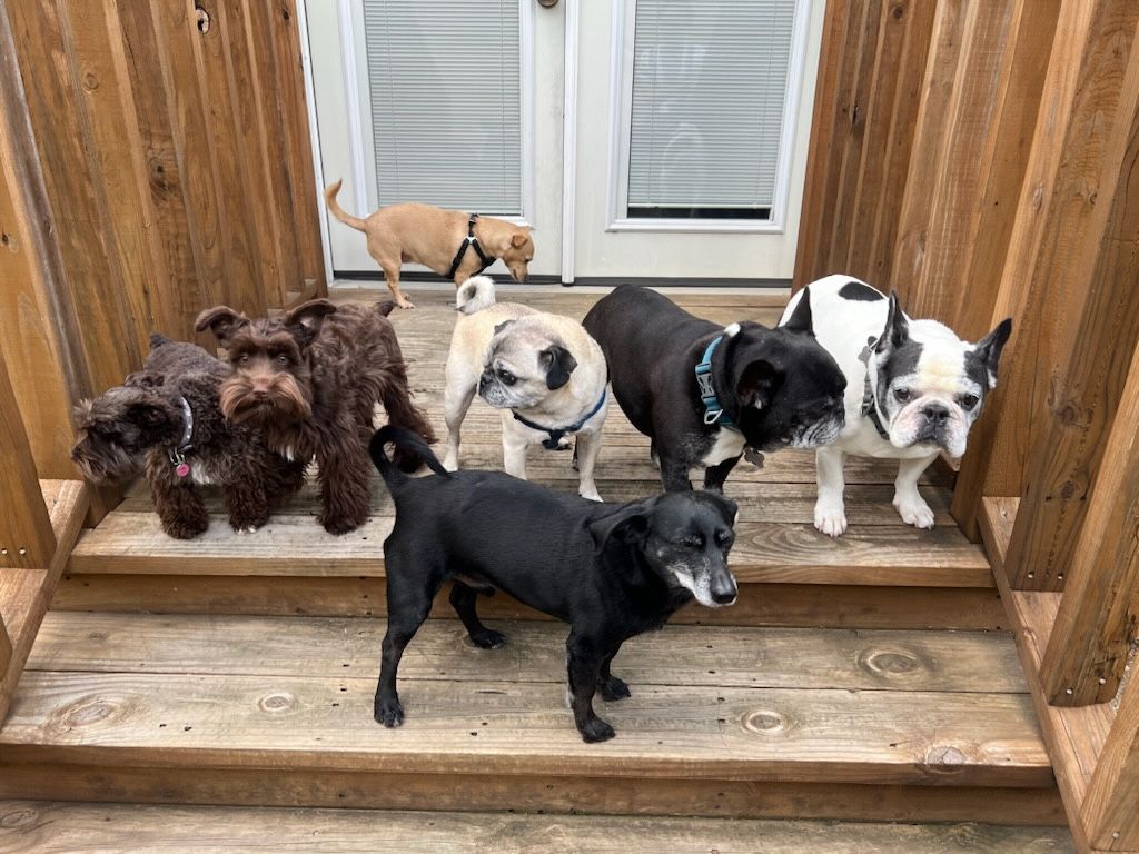 A group of dogs are standing on a wooden deck.