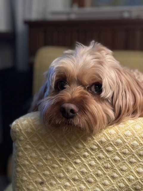 A small brown dog is laying on a yellow pillow