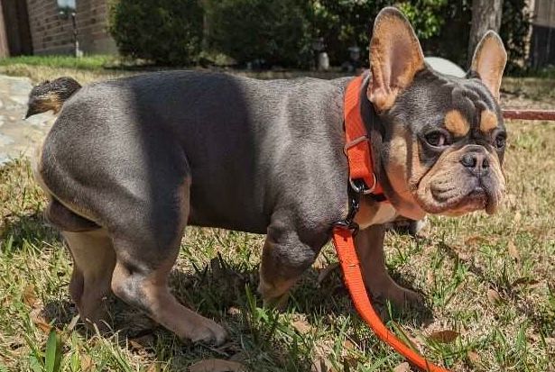 A french bulldog on a leash is standing in the grass.