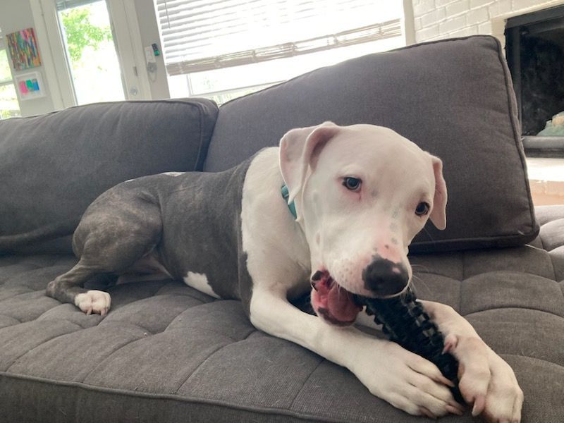 A dog is laying on a couch chewing on a toy