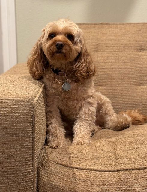 A small brown dog is sitting on a brown couch.