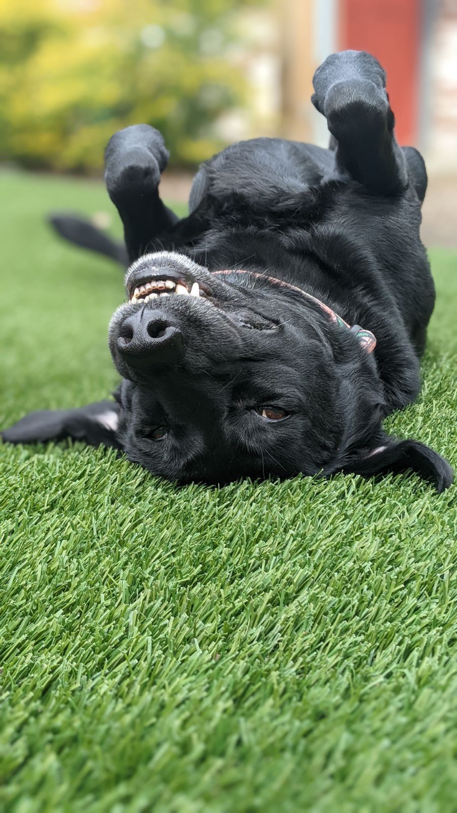 A black dog is laying on its back on the grass.