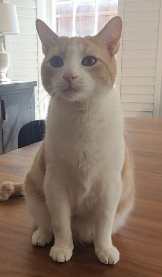 A white and orange cat is sitting on a wooden table.