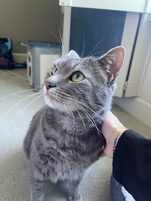 A person is petting a gray cat with a bow on its head.