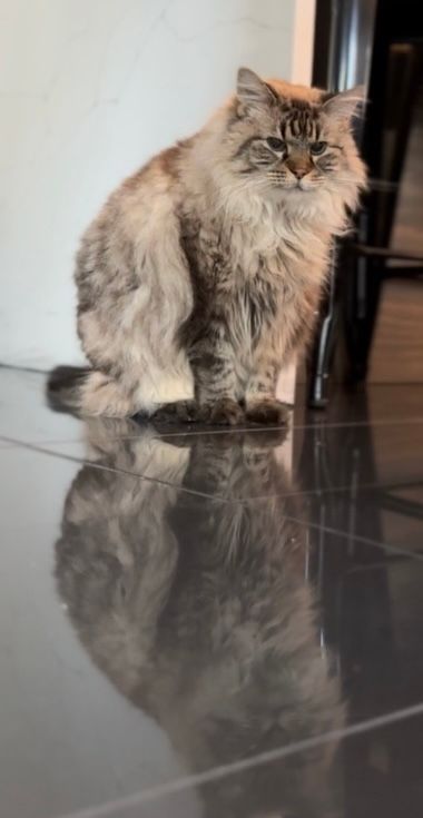 A fluffy cat is sitting on a tiled floor
