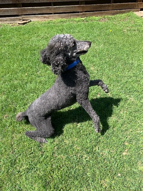 A black poodle is standing on its hind legs in the grass.
