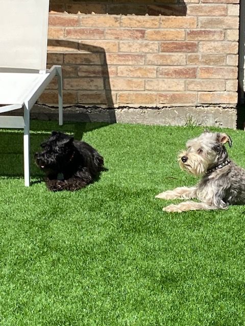 Two dogs are laying on a lush green lawn next to a chair.