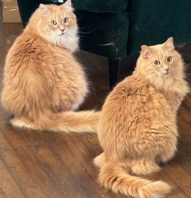 Two fluffy orange cats are sitting next to each other on a wooden floor