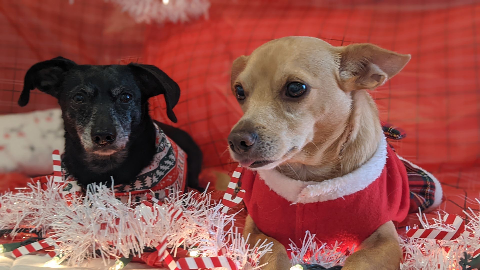 Two dogs are laying next to each other in front of a christmas tree.
