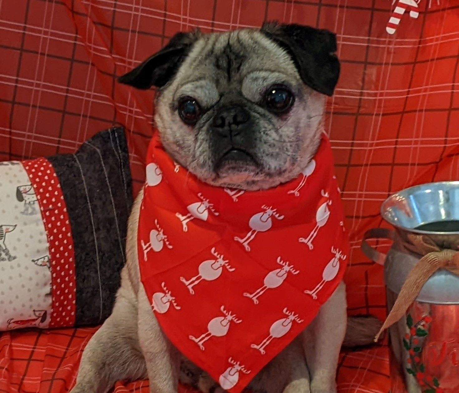 A pug dog wearing a red bandana sitting on a couch